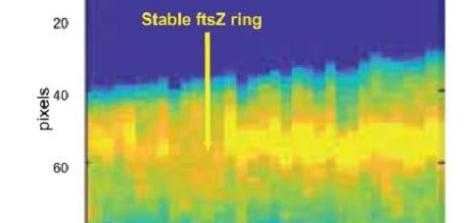 Dynamics of FtsZ ring formation