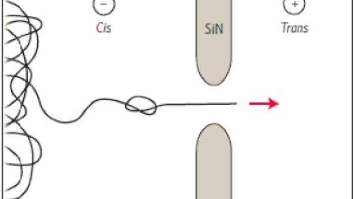 A schematic illustration of DNA