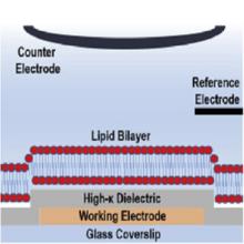 A schematic drawing of the membrane and the underlying electrode support