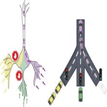 Anisotropic neuron (left) and a traffic junction analogy (right)